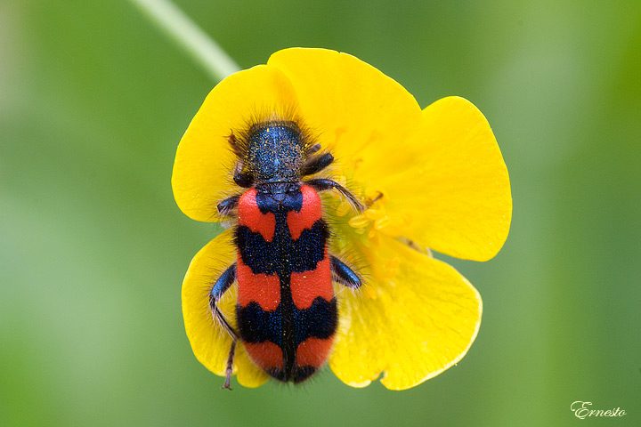 vicini vicini: Cercopis vulnerata in copula e Trichodes